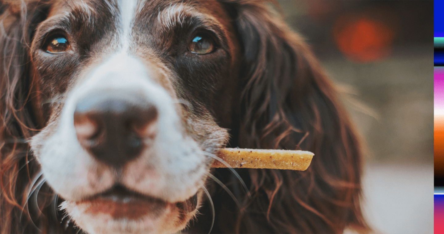 pet care industry trends